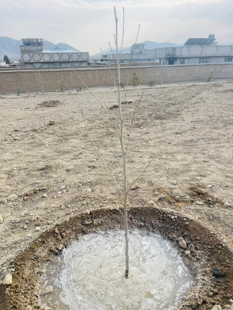 Watering trees