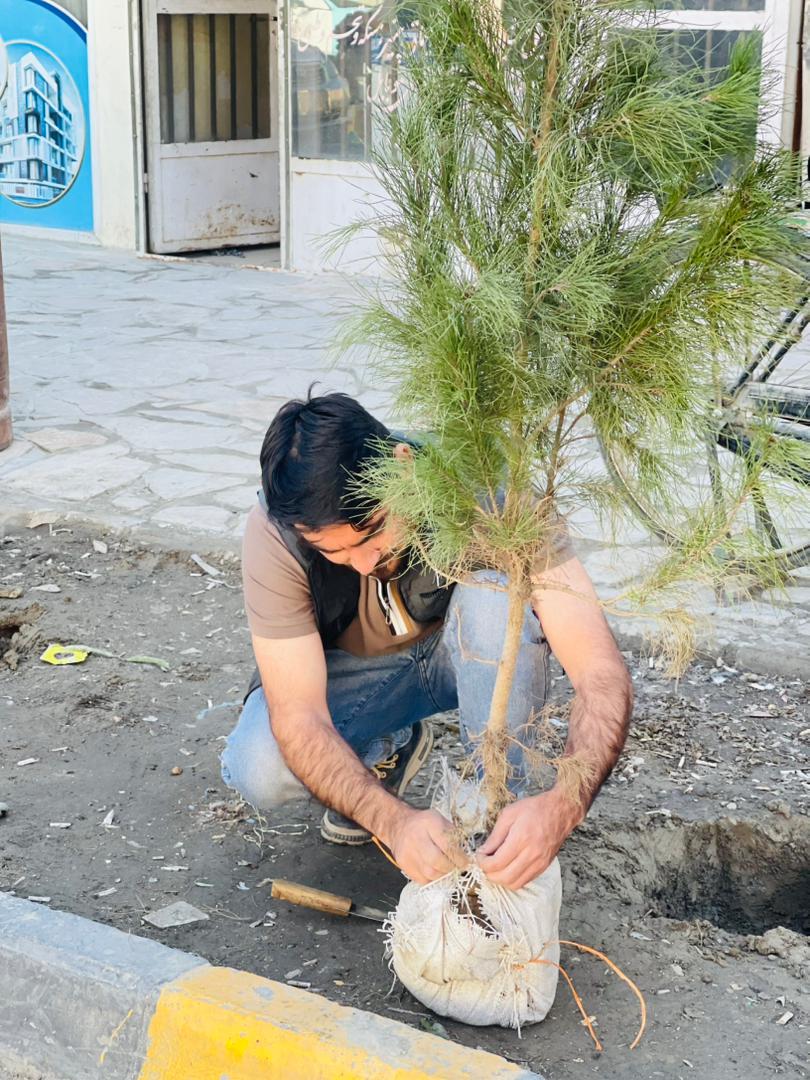 Young Trees