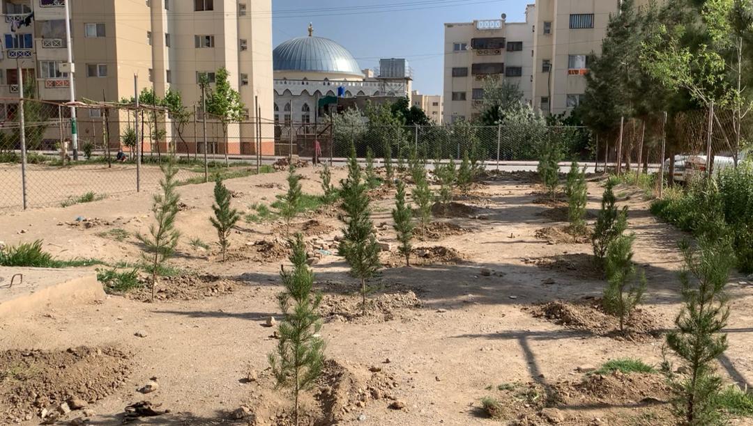 After — The same place, before and after planting.