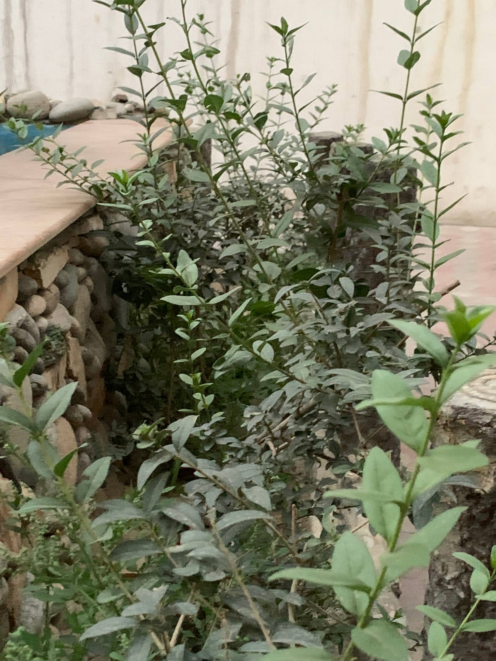 د ساتنې انځور