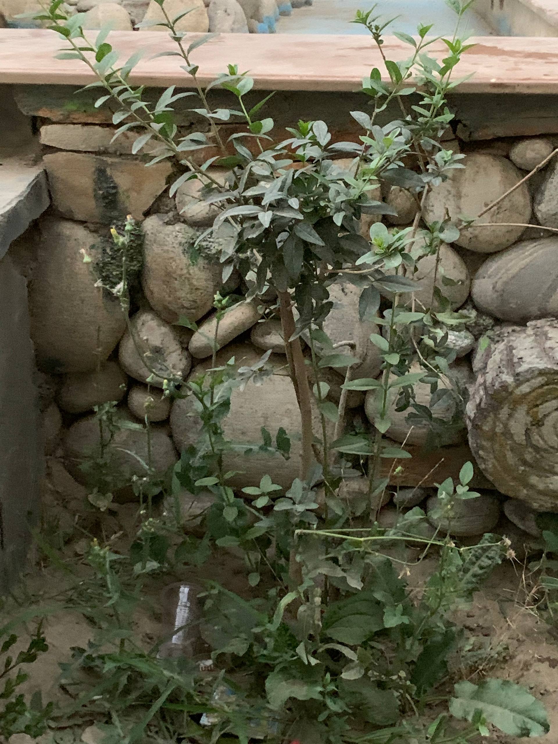د ساتنې انځور