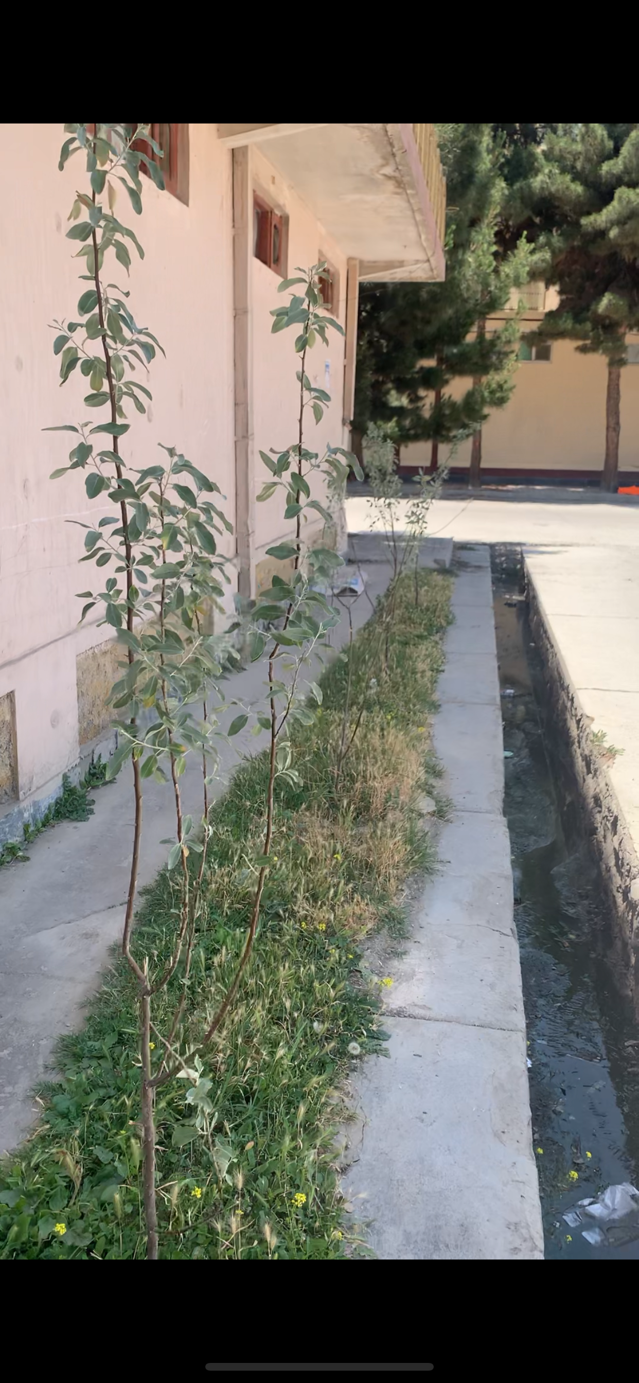 Survival Patterns of Urban Trees in Kabul: One Year of Field Observations
