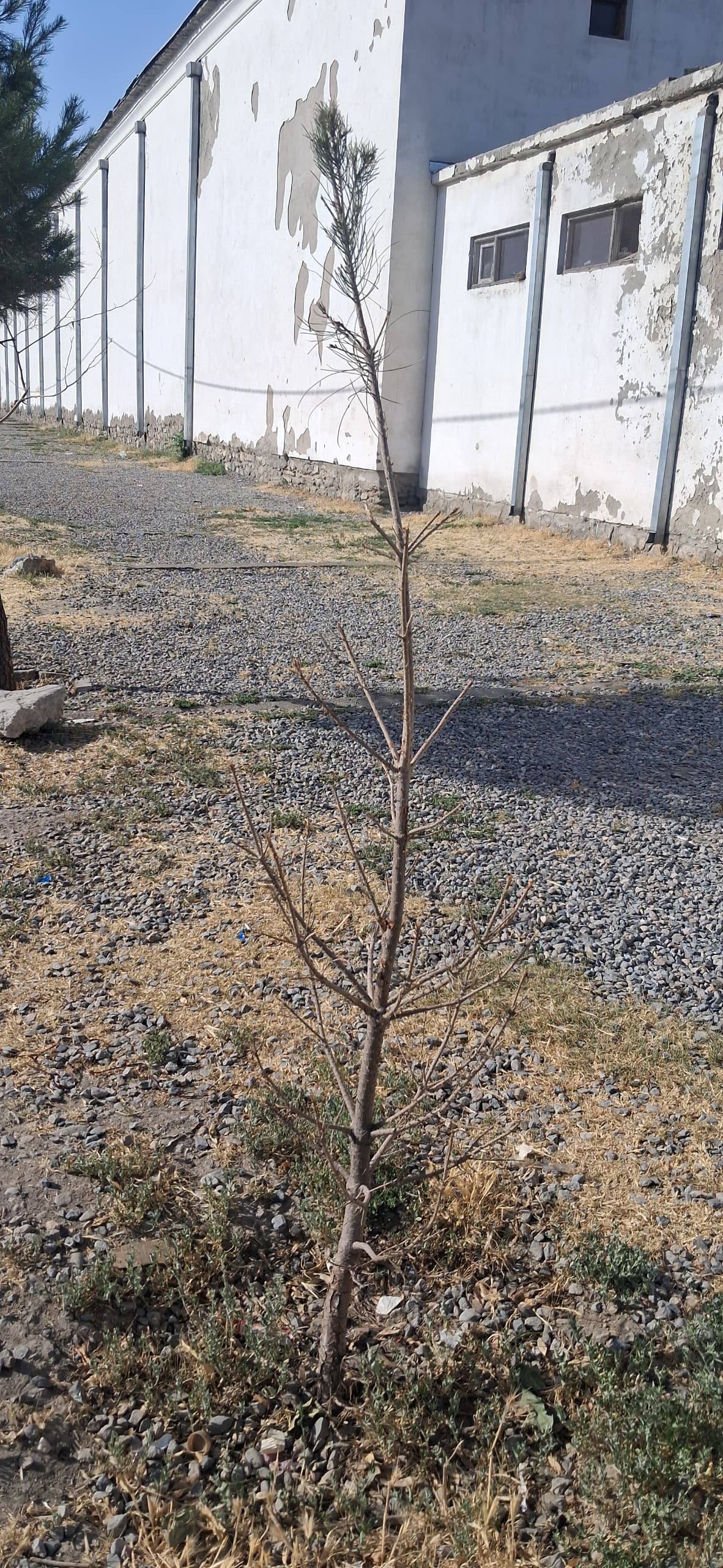 Why Tree Origin Matters??